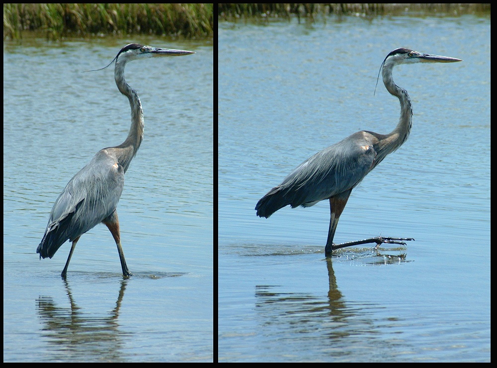 (19) montage (great blue heron).jpg   (1000x740)   291 Kb                                    Click to display next picture